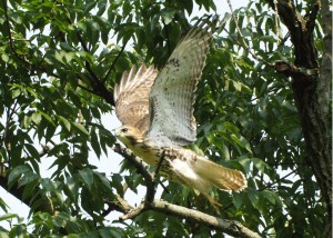 hawk Flying