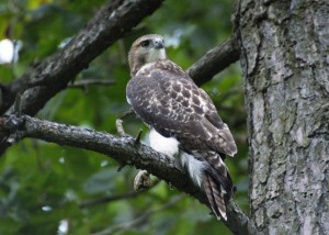 Hawk sittig in tree on branch