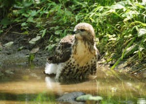 Photo of hawk taking a bath